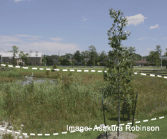 Vegetated Filter Strip