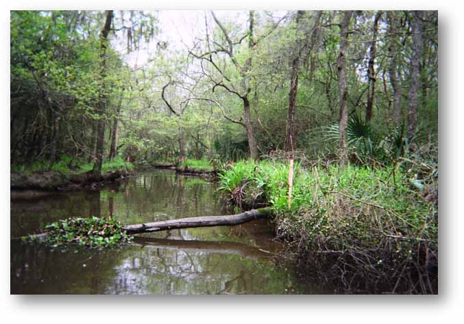 Armand Bayou Watershed