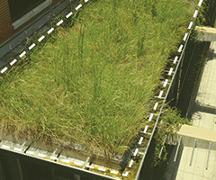 Green Roof