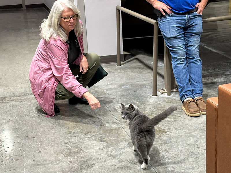 Office cat about to receive a pet