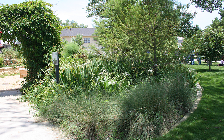 Rain Garden